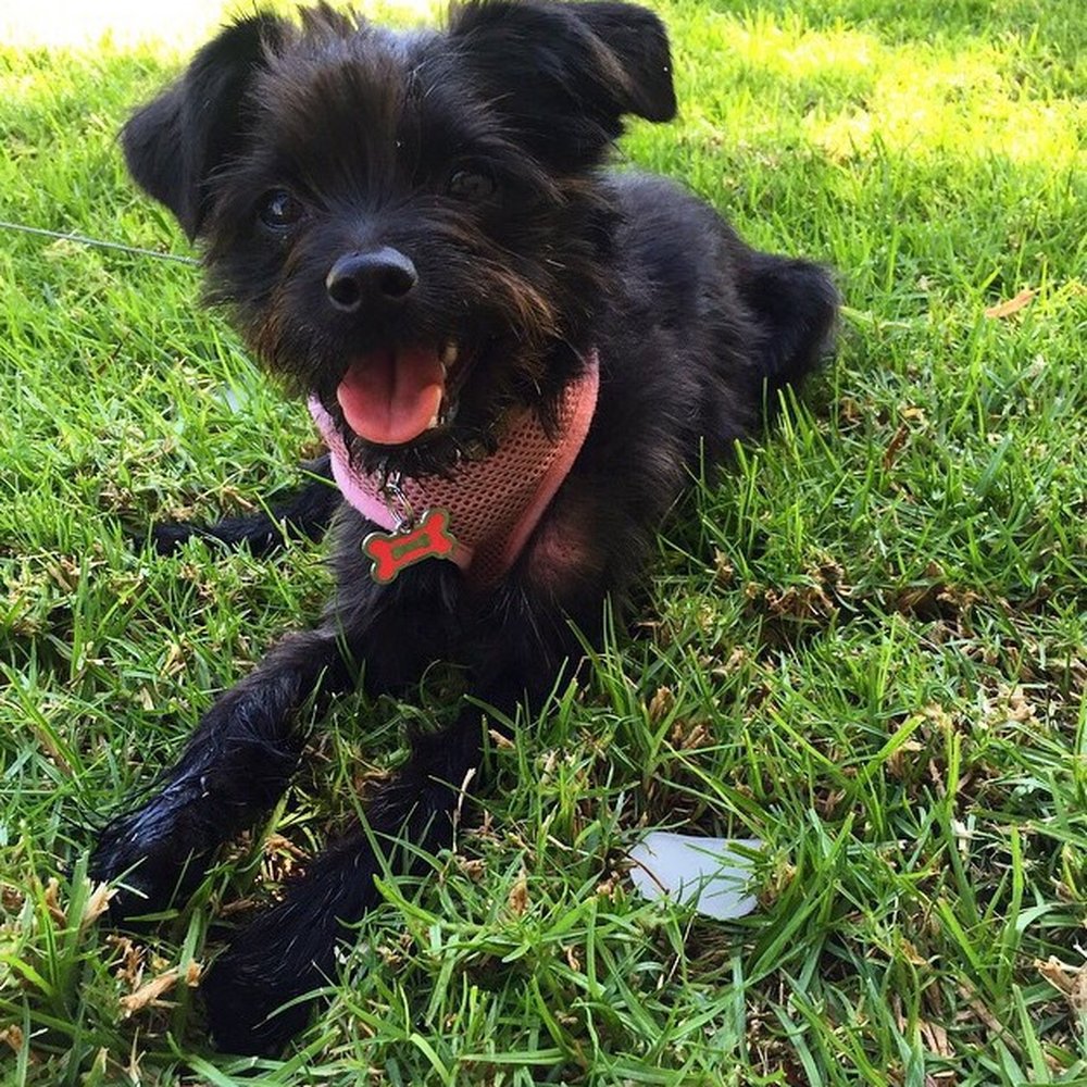 A Bark Idea - Lexi smiling from her walk with Cami! - Pet Training Near Me - Redondo Beach, California A Bark Idea - Lexi smiling from her walk with Cami! - Pet Training Near Me - Redondo Beach, California