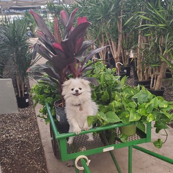 OC Succulents - Happy fellow shopper enjoying the ride through the nursery! - Nurseries & Gardening Near Me - Irvine, California OC Succulents - Happy fellow shopper enjoying the ride through the nursery! - Nurseries & Gardening Near Me - Irvine, California