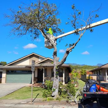 HTM Contractors - Tree Trimming Services In Hawaii - Tree Services Near Me - Honolulu, Hawaii HTM Contractors - Tree Trimming Services In Hawaii - Tree Services Near Me - Honolulu, Hawaii