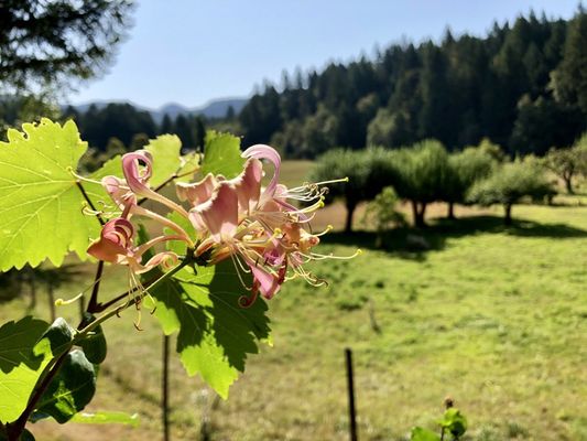 Leaping Lamb Farm by null