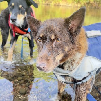 ZeWoof - Pet Training Near Me ZeWoof - Pet Training Near Me