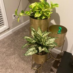 A Pot To Plant In - Pothos & Chinese Evergreen