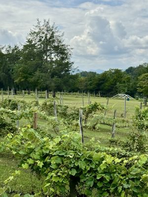 Rebec Vineyards by null