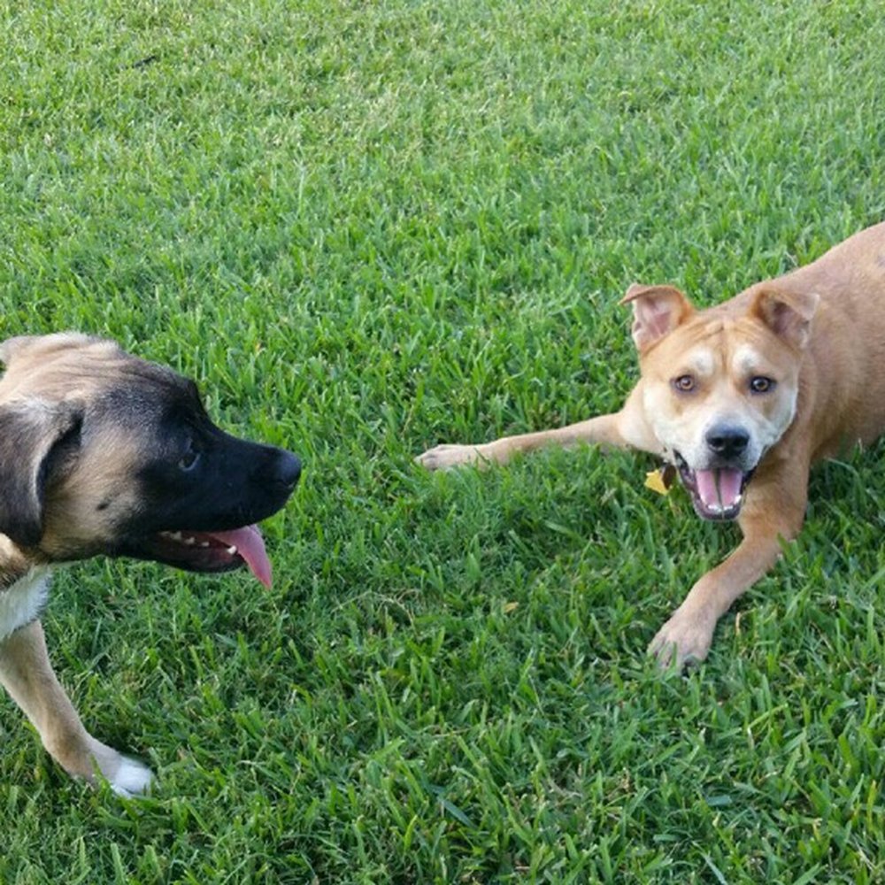 Cypress Pet Sitters - Dog Walkers Near Me