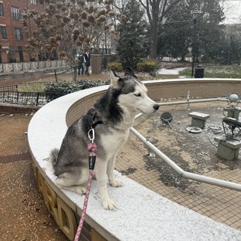 Swifto - Ivy enjoying her walk during the snow flurries - Dog Walkers Near Me Swifto - Ivy enjoying her walk during the snow flurries - Dog Walkers Near Me