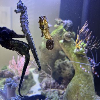 Three Little Fish - Professional Services Near Me - Lancaster, California Three Little Fish - Professional Services Near Me - Lancaster, California