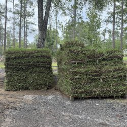 Orlando Tree Pro