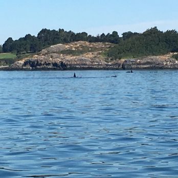 Eagle Wing Tours - Boat Charters Near Me - Victoria, British Columbia Eagle Wing Tours - Boat Charters Near Me - Victoria, British Columbia