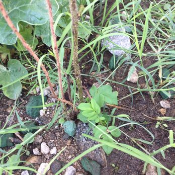 Direct Gardening - Rosa Rugosa - Nurseries & Gardening Near Me - Bloomington, Illinois Direct Gardening - Rosa Rugosa - Nurseries & Gardening Near Me - Bloomington, Illinois
