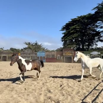 Ocean View Stables - Happy well taken care of horses - Horseback Riding Near Me - Daly City, California