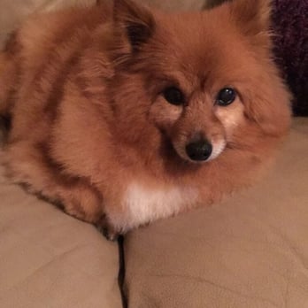 Doggy Amour Grooming - Comfy on the couch after his trim - Pet Groomers Near Me - Tigard, Oregon
