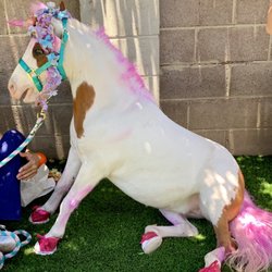 Visionworks - Cherry dog sits at .  The pink hair spray washes out easily. Cherry is wearing Build-A-Bear shoes!