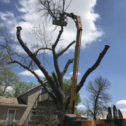 Molina Tree Service - I loved how they removed the tree, completely professional