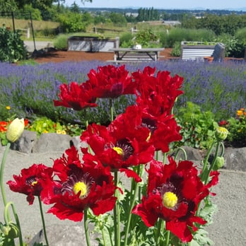 Nourish Sequim - Gluten-Free Near Me - Sequim, Washington Nourish Sequim - Gluten-Free Near Me - Sequim, Washington