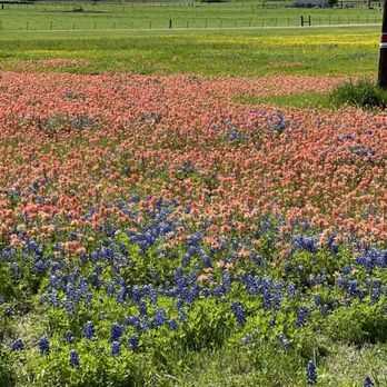 Ennis Bluebonnet Trails - Festivals Near Me - Ennis, Texas Ennis Bluebonnet Trails - Festivals Near Me - Ennis, Texas
