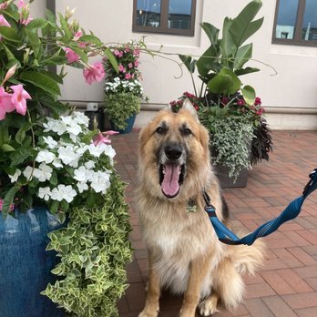 Foxtail Coffee - Nice Dog and patio with beautiful flowers - Coffee Roasteries Near Me - Ponte Vedra Beach, Florida Foxtail Coffee - Nice Dog and patio with beautiful flowers - Coffee Roasteries Near Me - Ponte Vedra Beach, Florida