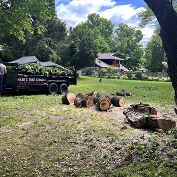 Nate’s Tree Service - Nate Tree service in action - Tree Services Near Me Nate’s Tree Service - Nate Tree service in action - Tree Services Near Me