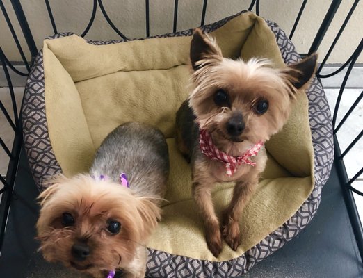 dandy dogs mobile grooming service