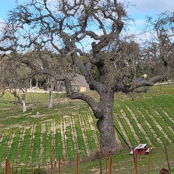 Oak & Vine Vineyard Estate - The grounds - Vacation Rentals Near Me - Templeton, California Oak & Vine Vineyard Estate - The grounds - Vacation Rentals Near Me - Templeton, California