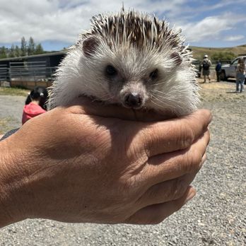 American Made Farm Sanctuary - Spike, the hedgehog - Petting Zoos Near Me - Petaluma, California