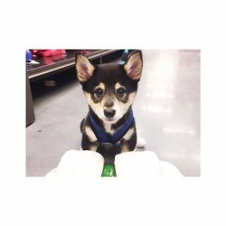 Dees Dogs - Kato is adorable!
