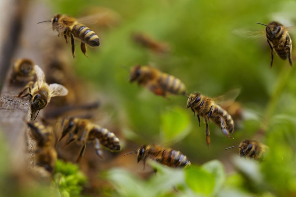 Fieldstone Apiaries Logo