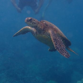 Calypso Charters - Snorkeling Near Me - Wailuku, Hawaii
