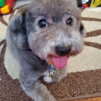 Jojo's Pet Station - Bella is so happy with her new hair cut. - Pet Groomers Near Me - El Monte, California Jojo's Pet Station - Bella is so happy with her new hair cut. - Pet Groomers Near Me - El Monte, California