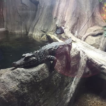 Austin Aquarium - Just hanging out - Aquariums Near Me - Austin, Texas