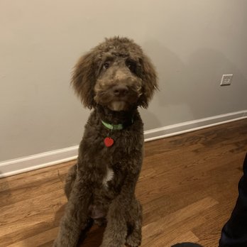 Howlistic Grooming - Pet Groomers Near Me - Chicago, Illinois