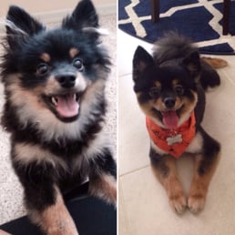 Before and After. Bentley loves his new haircut ! Before and After. Bentley loves his new haircut !