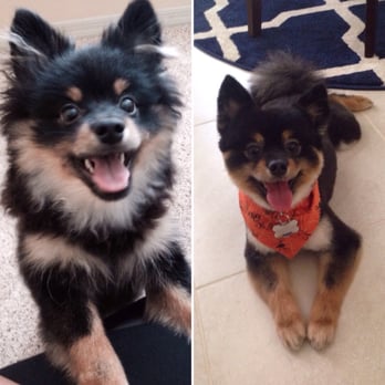 Claws and Paws - Before and After. Bentley loves his new haircut ! - Pet Groomers Near Me - Tampa Bay, Florida Claws and Paws - Before and After. Bentley loves his new haircut ! - Pet Groomers Near Me - Tampa Bay, Florida