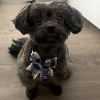 Bubble Cuts - Groomed - Pet Groomers Near Me Bubble Cuts - Groomed - Pet Groomers Near Me