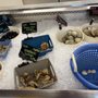 Braun Seafood