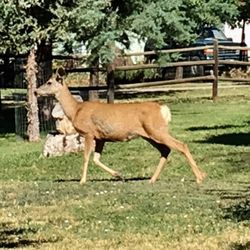 Pioneer Town - You may just see some wildlife while visiting the museum