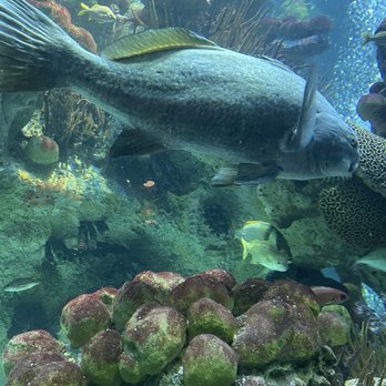 New England Aquarium - Cool fish - Aquariums Near Me - Boston, Massachusetts New England Aquarium - Cool fish - Aquariums Near Me - Boston, Massachusetts