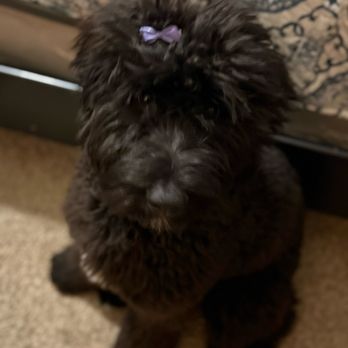 Sham-Paws Self Serve Dog Wash - Finished and beautified at home! - Pet Groomers Near Me - Placentia, California Sham-Paws Self Serve Dog Wash - Finished and beautified at home! - Pet Groomers Near Me - Placentia, California