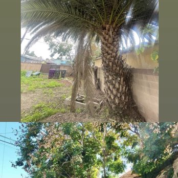 Inexpensive Tree Services - Tree Services Near Me - Los Angeles, California