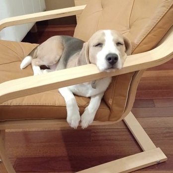 bark! bark! - Exhausted puppy after daycare - Pet Groomers Near Me - Signal Hill, California bark! bark! - Exhausted puppy after daycare - Pet Groomers Near Me - Signal Hill, California