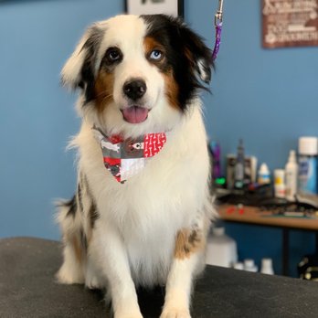 Jasmine Pet Grooming - Our dogs look great and always love the time they spend with Annette while being groomed!! - Pet Groomers Near Me - Brea, California