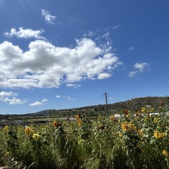 Tanaka Farms - CSA Near Me - Irvine, California Tanaka Farms - CSA Near Me - Irvine, California