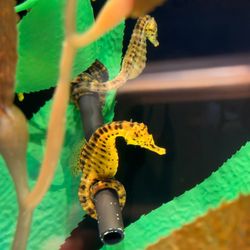 Ocean Rider Seahorse Farm