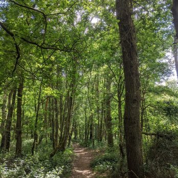 Puttenham Common - Woodland path - Parks Near Me - Puttenham, SRY