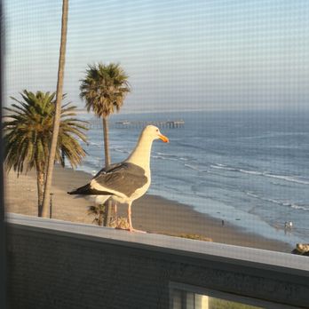 SeaCrest OceanFront Hotel - Seagull stopped by (: - Hotels Near Me - Pismo Beach, California