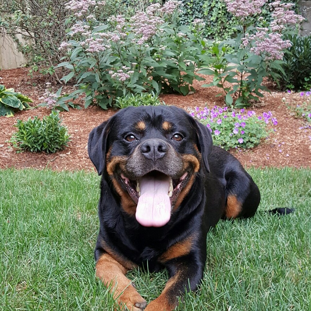 K9one LLC @ Stonehill Kennel - Pet Sitting Near Me - Goshen, Connecticut K9one LLC @ Stonehill Kennel - Pet Sitting Near Me - Goshen, Connecticut