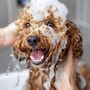 Photo of Muddy Paws Pet Grooming & Boarding