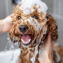 Muddy Paws Pet Grooming & Boarding