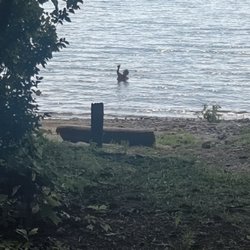Morganton Point Recreation Area - You can swim in Lake Blue Ridge.