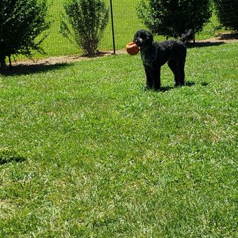 Cave Country RV - Our guys loved the dog park - Campgrounds Near Me - Cave City, Kentucky