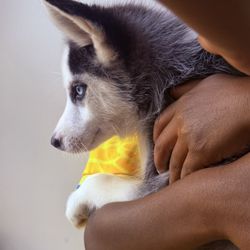 IndyHumane
